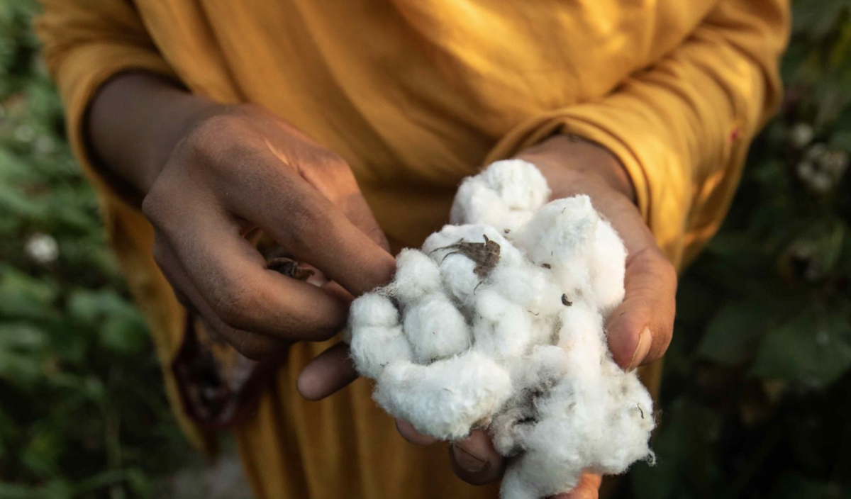 Farmer holds cotton close-up