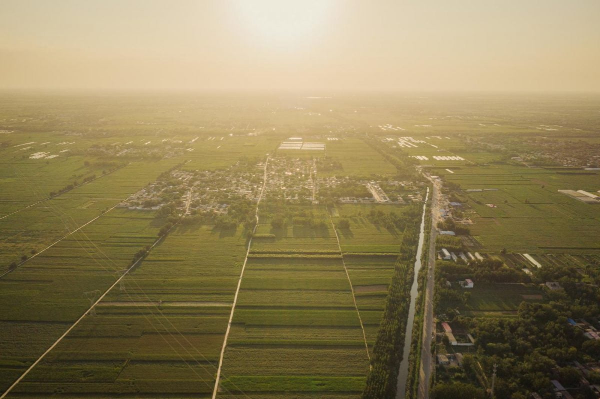 Aerial view of cotton fields