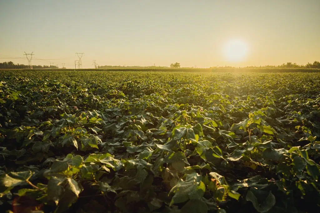 Better Cotton 2030 Strategy